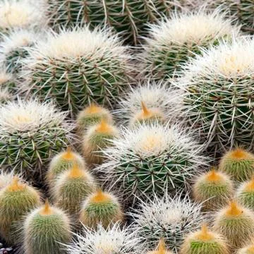 Cactus Stock Photos
