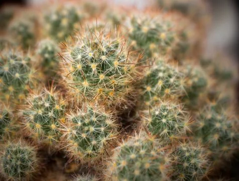 Cactus Stock Photos