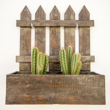 Cactus Stock Photos