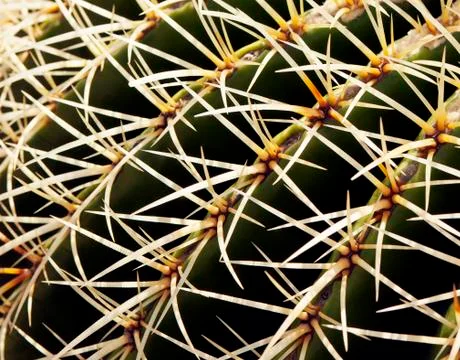 Cactus Stock Photos