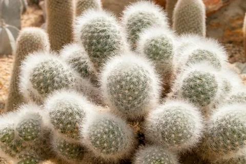 Cactus Stock Photos