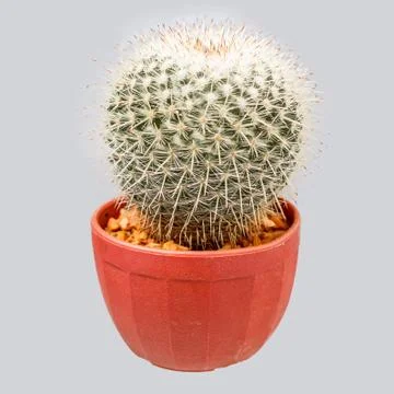 Cactus Stock Photos