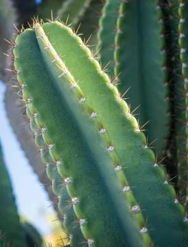 Cactus Stock Photos