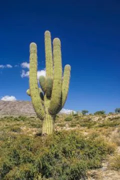 Cactus Stock Photos