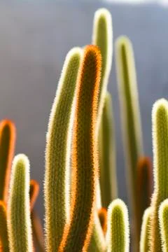 Cactus Stock Photos