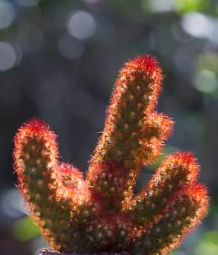 Cactus Stock Photos