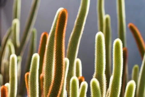 Cactus Stock Photos