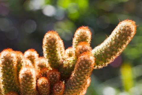 Cactus Stock Photos