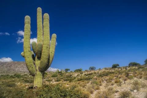Cactus Stock Photos