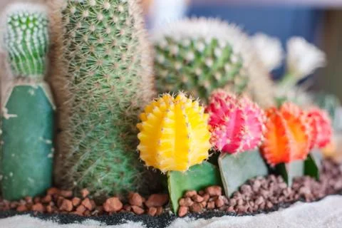 Cactus Stock Photos