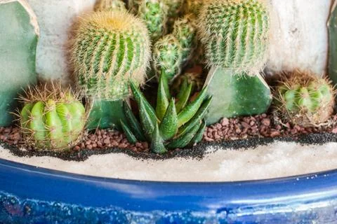 Cactus Stock Photos