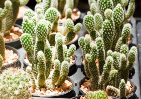 Cactus 스톡 사진