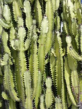 Cactus Stock Photos