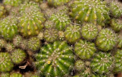 Cactus Stock Photos