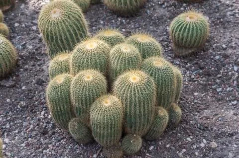 Cactus Foto stock
