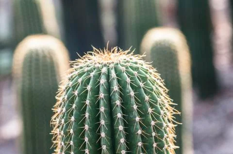 Cactus Foto stock