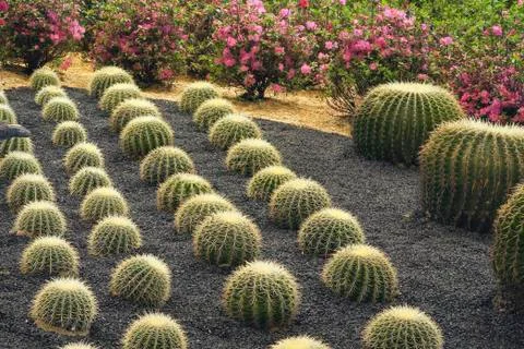 Cactus Stock Photos