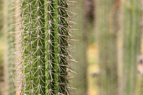 Cactus Stock Photos