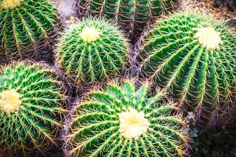Cactus Stock Photos