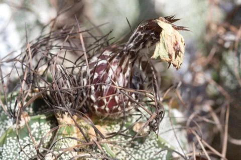 Cactus Stock Photos
