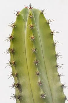 Cactus Stock Photos