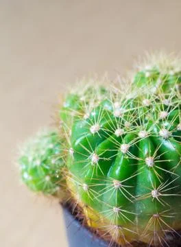 Cactus Stock Photos