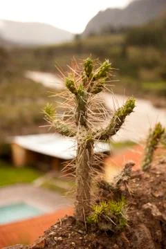 Cactus Stock Photos