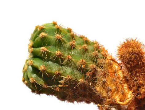 Cactus Stock Photos