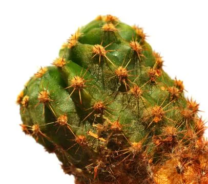 Cactus Stock Photos