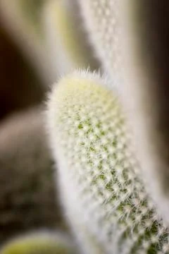 Cactus Stock Photos