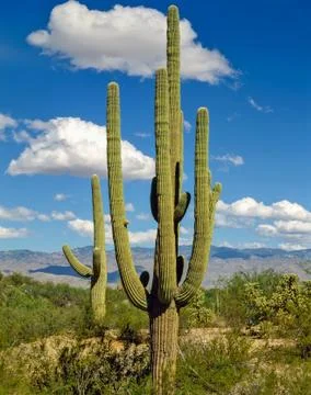 Cactus Stock Photos