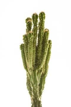 Cactus Stock Photos