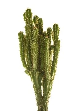 Cactus Stock Photos