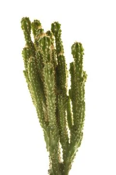 Cactus Stock Photos