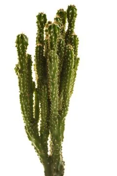 Cactus Stock Photos