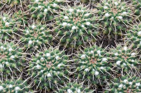 Cactus 스톡 사진