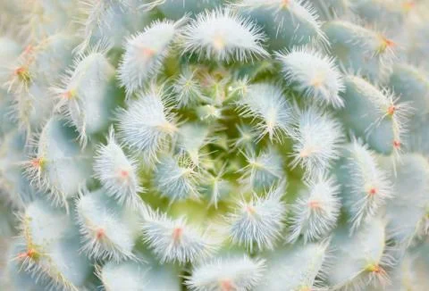 Cactus Stock Photos