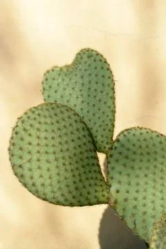 Cactus Stock Photos