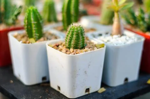 Cactus Stock Photos