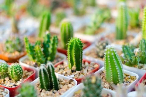 Cactus Stock Photos