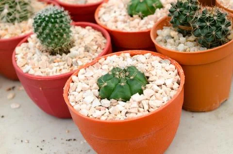Cactus Stock Photos