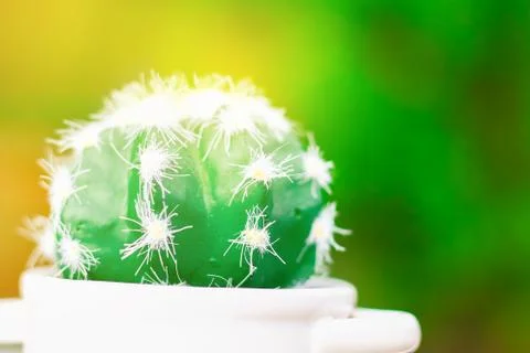 Cactus Stock Photos