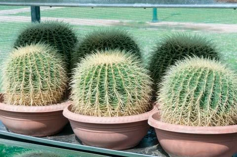Cactus Stock Photos