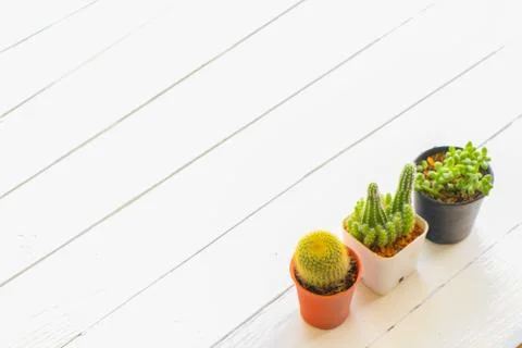 Cactus Stock Photos
