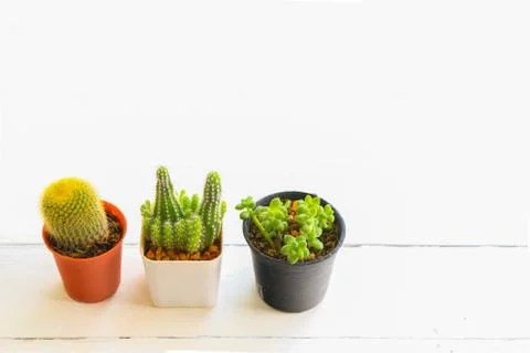 Cactus Stock Photos