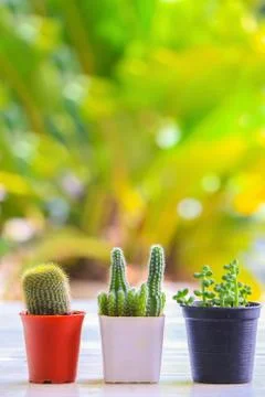 Cactus Stock Photos