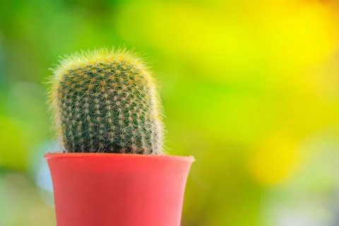 Cactus Stock Photos