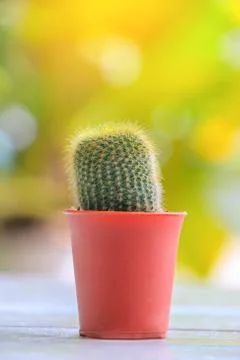 Cactus Foto stock