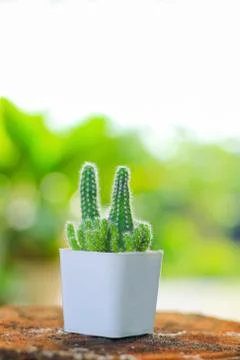 Cactus Stock Photos