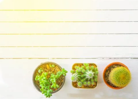 Cactus Stock Photos